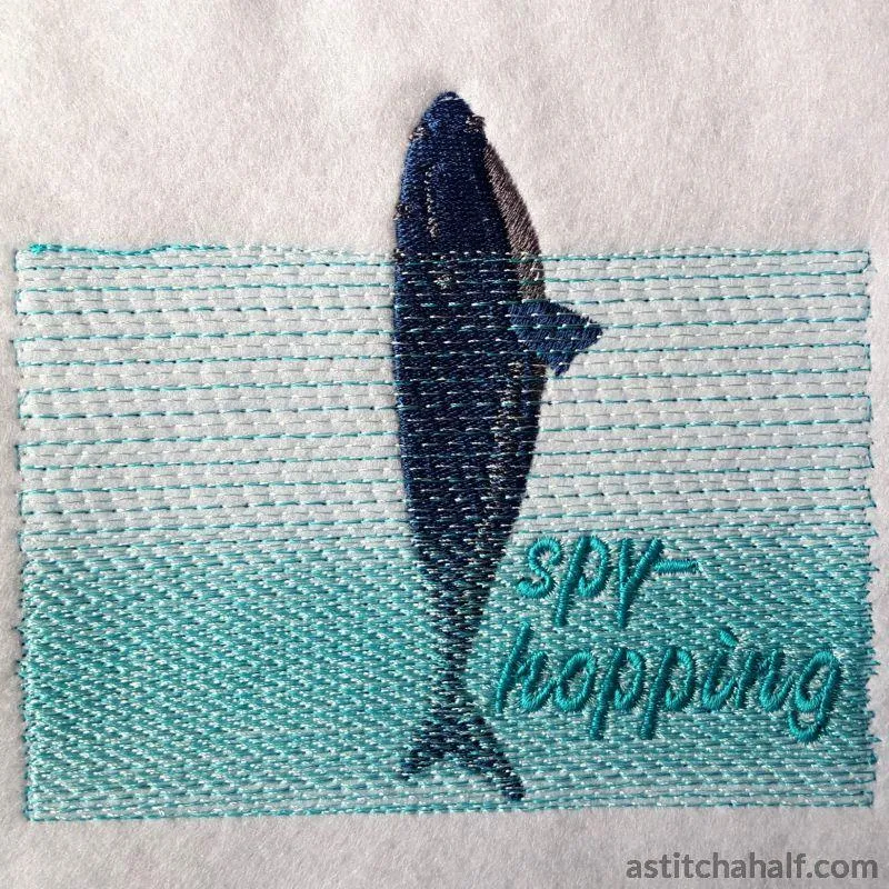 Whale Spyhopping
